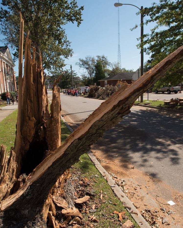 Snapped tree in Lumberton, North Carolina, after Hurricane Matthew