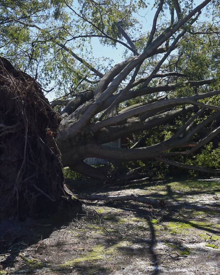 Uprooted tree beside a building in North Carolina after Hurricane Matthew