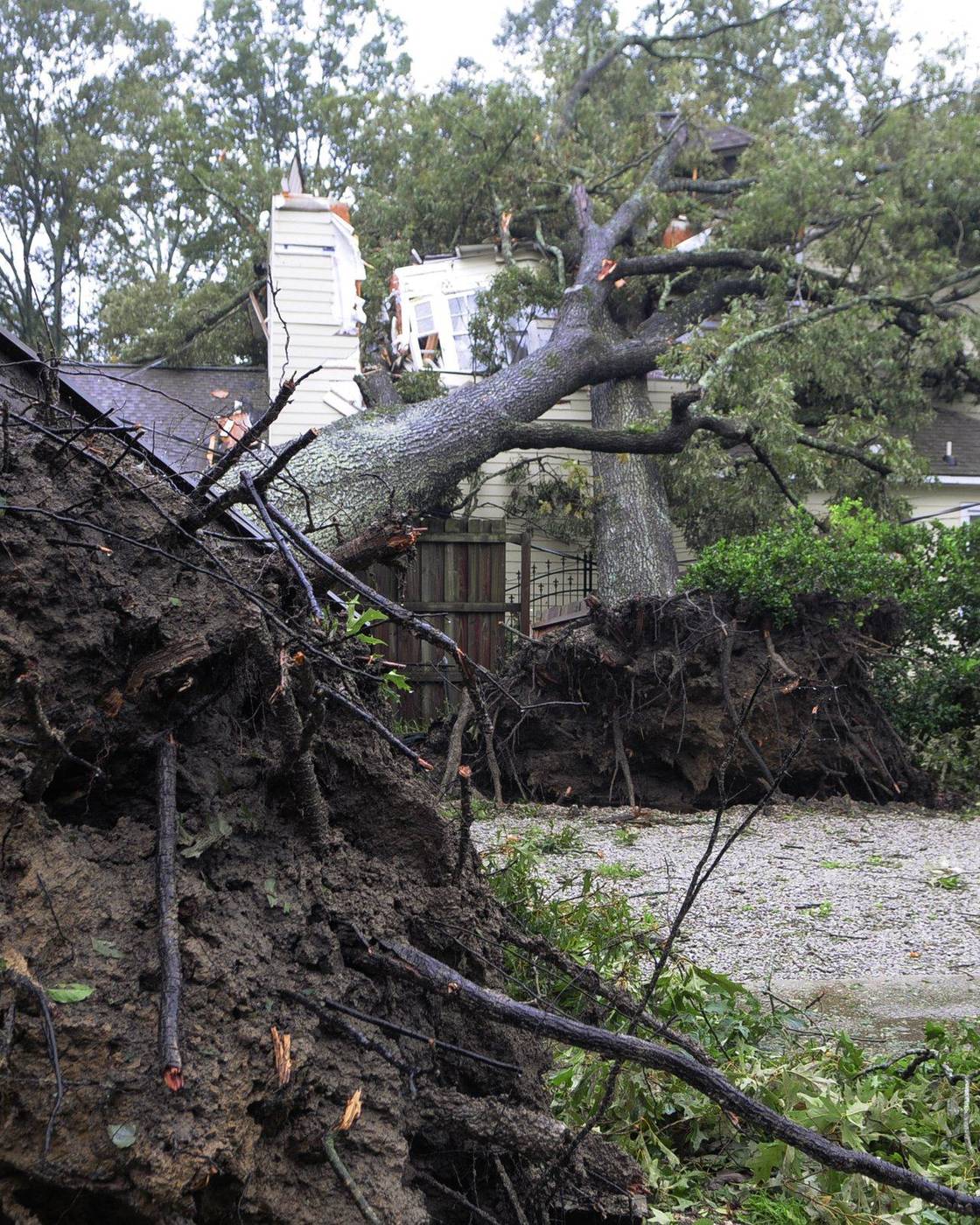 Two large trees fallen onto a house after a storm